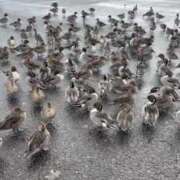 ヒメ日記 2024/12/17 12:23 投稿 聖花（せいか） 人妻・熟女特急新潟店