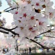 ヒメ日記 2025/04/10 14:33 投稿 聖花（せいか） 人妻・熟女特急新潟店