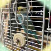 ヒメ日記 2026/04/21 14:33 投稿 聖花（せいか） 人妻・熟女特急新潟店