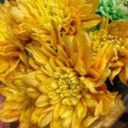 じゅんな 真面目に 奥様特急新潟店