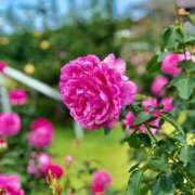 ヒメ日記 2025/12/23 21:40 投稿 こはく 奥様特急新潟店