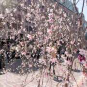 ヒメ日記 2025/03/25 21:13 投稿 みいさ 奥様特急三条店