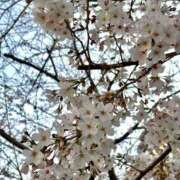 ヒメ日記 2026/04/10 07:02 投稿 聖羅 李白（りぽ）