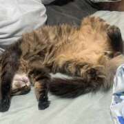 ヒメ日記 2025/11/28 18:03 投稿 えん★人妻KISS★ 人妻kiss