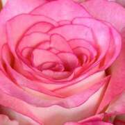 ヒメ日記 2025/01/15 16:24 投稿 かな 石川金沢ちゃんこ