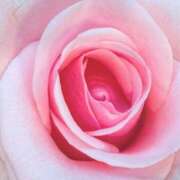 ヒメ日記 2025/01/16 07:31 投稿 かな 石川金沢ちゃんこ