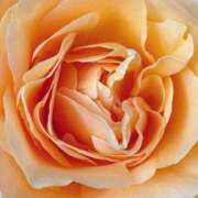 ヒメ日記 2025/01/17 14:12 投稿 かな 石川金沢ちゃんこ