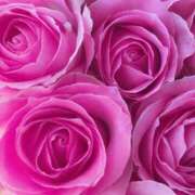 ヒメ日記 2025/02/01 13:45 投稿 かな 石川金沢ちゃんこ