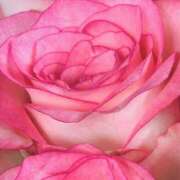 ヒメ日記 2025/02/19 07:13 投稿 かな 石川金沢ちゃんこ