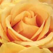 ヒメ日記 2025/02/25 15:25 投稿 かな 石川金沢ちゃんこ