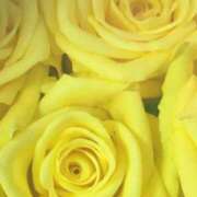 ヒメ日記 2025/03/01 08:22 投稿 かな 石川金沢ちゃんこ