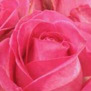 ヒメ日記 2025/03/05 12:11 投稿 かな 石川金沢ちゃんこ