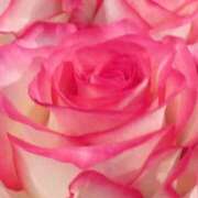 ヒメ日記 2025/03/06 18:35 投稿 かな 石川金沢ちゃんこ