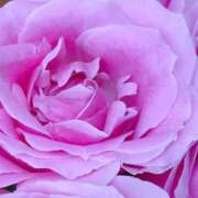 ヒメ日記 2025/03/12 15:05 投稿 かな 石川金沢ちゃんこ