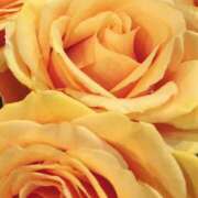 ヒメ日記 2025/04/04 07:31 投稿 かな 石川金沢ちゃんこ