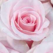 ヒメ日記 2025/04/05 20:16 投稿 かな 石川金沢ちゃんこ