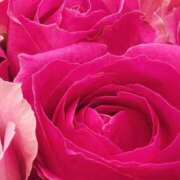 ヒメ日記 2025/04/14 13:05 投稿 かな 石川金沢ちゃんこ