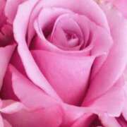 ヒメ日記 2025/04/20 09:11 投稿 かな 石川金沢ちゃんこ