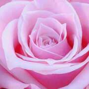 ヒメ日記 2025/04/23 08:45 投稿 かな 石川金沢ちゃんこ