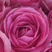 ヒメ日記 2025/05/10 10:35 投稿 かな 石川金沢ちゃんこ