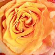 ヒメ日記 2025/05/20 21:32 投稿 かな 石川金沢ちゃんこ