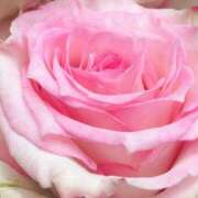 ヒメ日記 2025/05/21 06:30 投稿 かな 石川金沢ちゃんこ