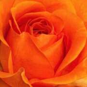 ヒメ日記 2025/05/22 07:02 投稿 かな 石川金沢ちゃんこ