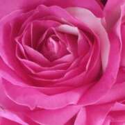 ヒメ日記 2025/05/26 07:25 投稿 かな 石川金沢ちゃんこ