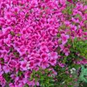 ヒメ日記 2025/06/06 19:05 投稿 かな 石川金沢ちゃんこ