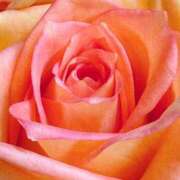 ヒメ日記 2025/06/15 08:55 投稿 かな 石川金沢ちゃんこ