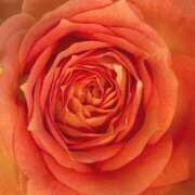 ヒメ日記 2025/06/21 18:16 投稿 かな 石川金沢ちゃんこ