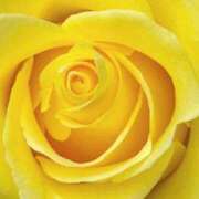 ヒメ日記 2025/07/22 13:30 投稿 かな 石川金沢ちゃんこ