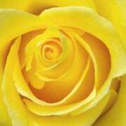 ヒメ日記 2025/07/22 13:45 投稿 かな 石川金沢ちゃんこ