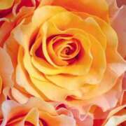 ヒメ日記 2025/08/08 22:05 投稿 かな 石川金沢ちゃんこ