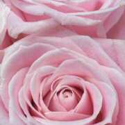 ヒメ日記 2025/08/10 09:30 投稿 かな 石川金沢ちゃんこ