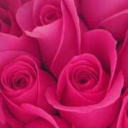 ヒメ日記 2025/08/19 21:15 投稿 かな 石川金沢ちゃんこ