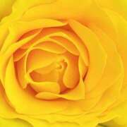 ヒメ日記 2025/08/21 17:15 投稿 かな 石川金沢ちゃんこ