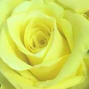 ヒメ日記 2025/08/31 19:15 投稿 かな 石川金沢ちゃんこ