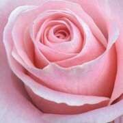 ヒメ日記 2026/03/20 08:42 投稿 かな 石川金沢ちゃんこ