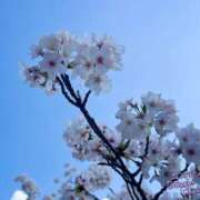 ヒメ日記 2025/04/13 22:50 投稿 さえこ 京都祇園・南インターちゃんこ