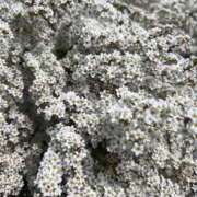 ヒメ日記 2026/04/01 12:16 投稿 さえこ 京都祇園・南インターちゃんこ