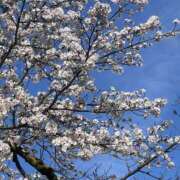 ヒメ日記 2026/04/05 16:00 投稿 さえこ 京都祇園・南インターちゃんこ