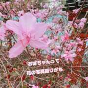 ヒメ日記 2026/04/08 11:45 投稿 さえこ 京都祇園・南インターちゃんこ