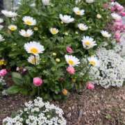 ヒメ日記 2026/04/10 15:08 投稿 さえこ 京都祇園・南インターちゃんこ