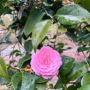 ヒメ日記 2026/04/15 15:45 投稿 さえこ 京都祇園・南インターちゃんこ