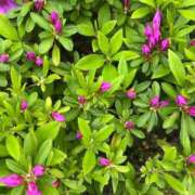 ヒメ日記 2026/04/19 18:33 投稿 さえこ 京都祇園・南インターちゃんこ