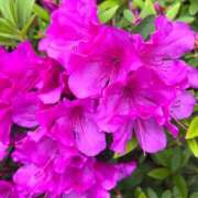 ヒメ日記 2026/04/20 11:45 投稿 さえこ 京都祇園・南インターちゃんこ