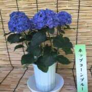 ヒメ日記 2026/06/30 18:03 投稿 さえこ 京都祇園・南インターちゃんこ