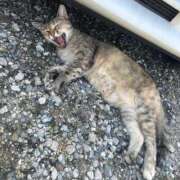 ヒメ日記 2025/11/01 18:30 投稿 たまき ハイ・チュッ