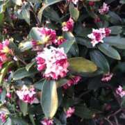 ヒメ日記 2025/03/22 18:55 投稿 あんり 熟女総本店